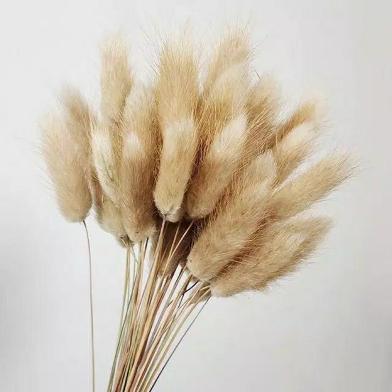 bunga kering lagurus/ bunny tail flower/ dried flower