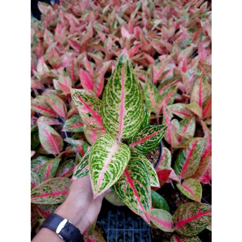 AGLONEMA LEGACY DEAWA / LEGACY / TANAMAN HIAS AGLONEMA