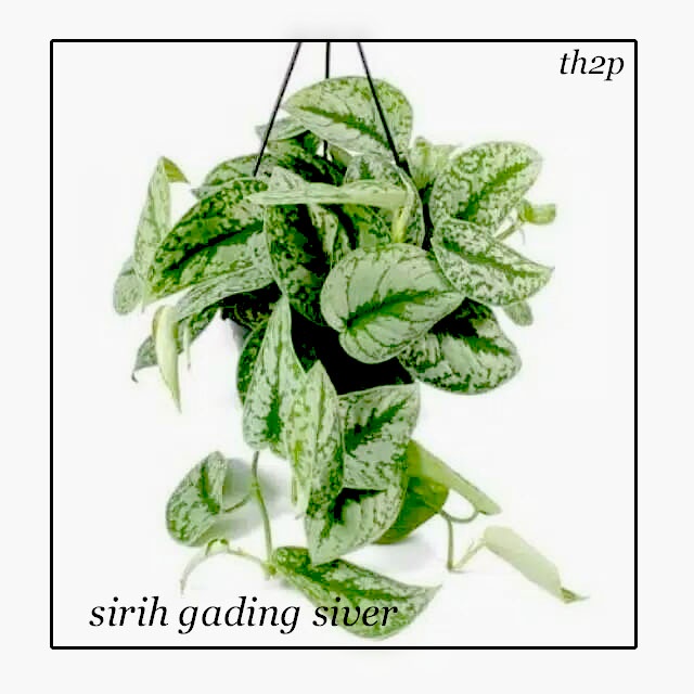 Tanaman Hias Gantung-Rambat Sirih Gading Silver-Scindapsus Bunga Hidup hiasan depan rumah dan taman