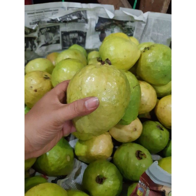 

jambu kristal 1kg