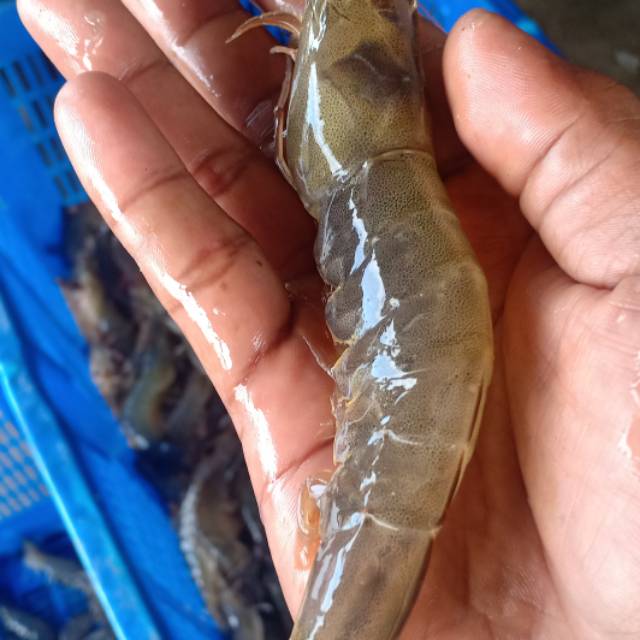 

Udang vaname size 30 /1kg isi 30 ekor