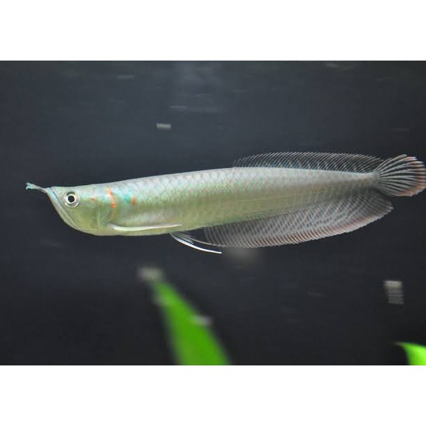 Ikan Arwana silver red Limited