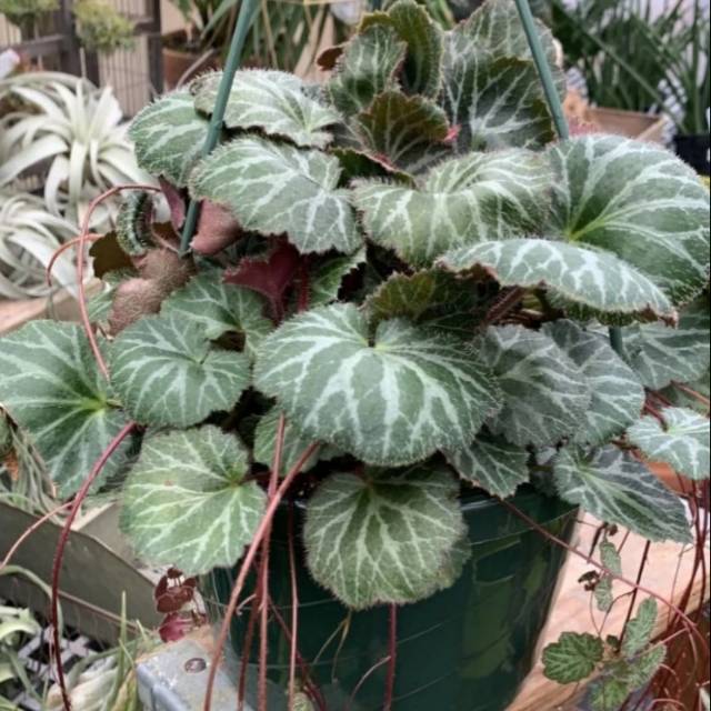 Begonia Strawberry (Begonia SAXIFRAGA STOLONIFERA)/Toko Tanaman hias murah Bandung.