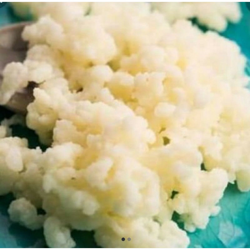 

grain kefir/bibit kefir susu/grain kefir susu 10gr untuk pemula