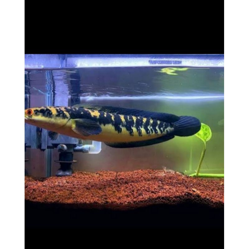 

Chana Yellow Sentarum Size 8-10Cn