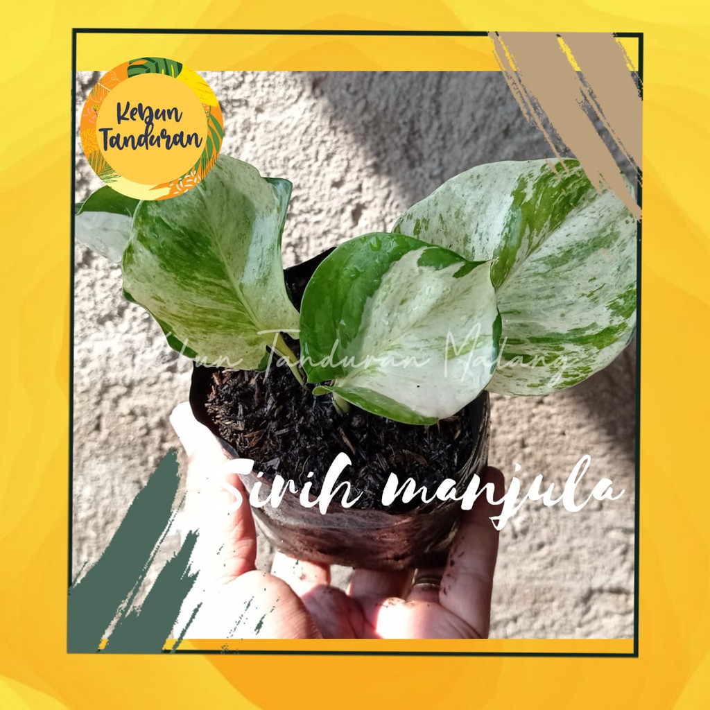 TANAMAN HIAS SIRIH MANJULA / SIRIH GADING MANJULA