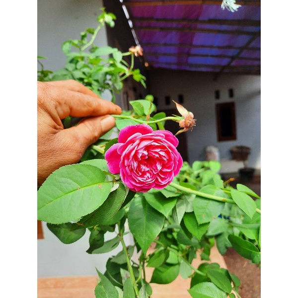 TANAMAN MAWAR KAMPUNG MAWAR WANGI