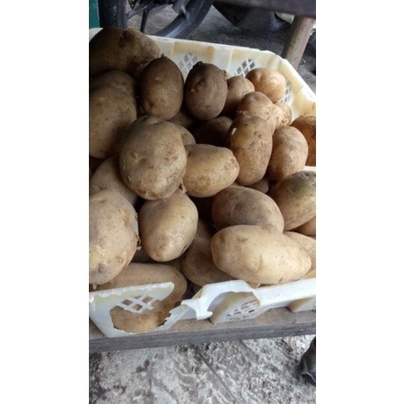 

kentang