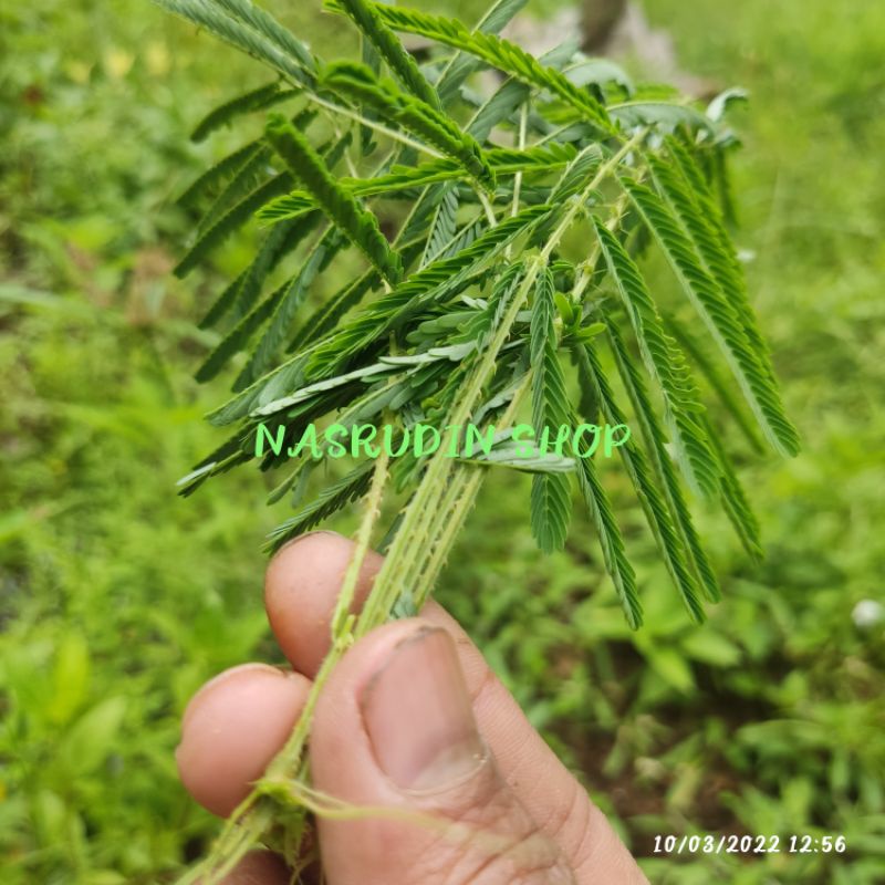 

[Fresh] DAUN PUTRI MALU 100 LEMBAR SEGAR KUSUS DAUN LANGSUNG PETIK MIMOSA PUDICA