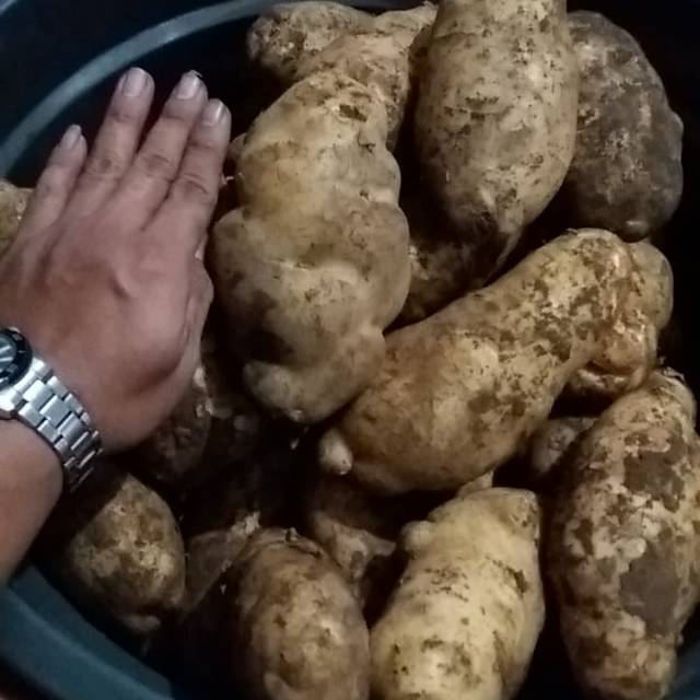 

Kentang
