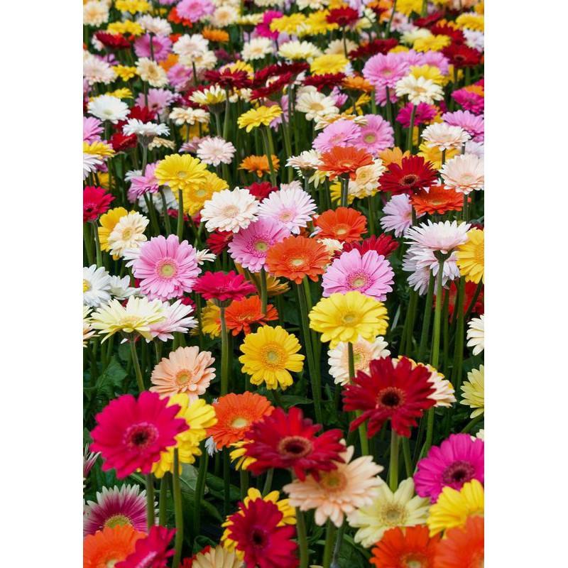 Benih Bibit Biji - Bunga Gerbera Jamesonii Mix Flower Seeds - IMPORT