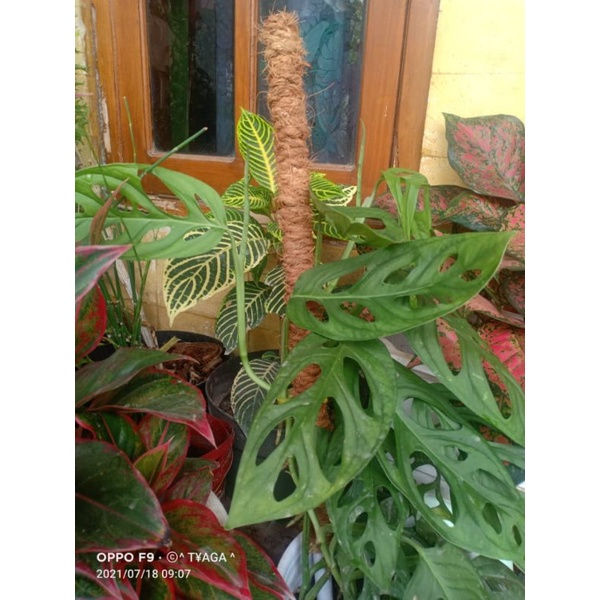 Turus tanaman 60cm (2pcs) Rambatan tanaman Turus janda bolong