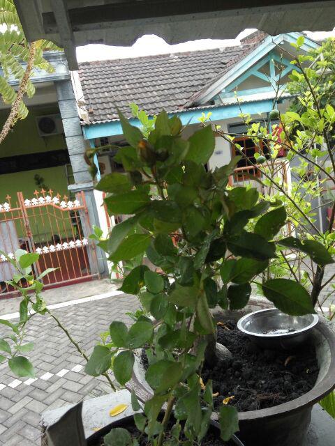 Tanaman Hias Bunga Mawar Floribunda ( Mawar Jepang )