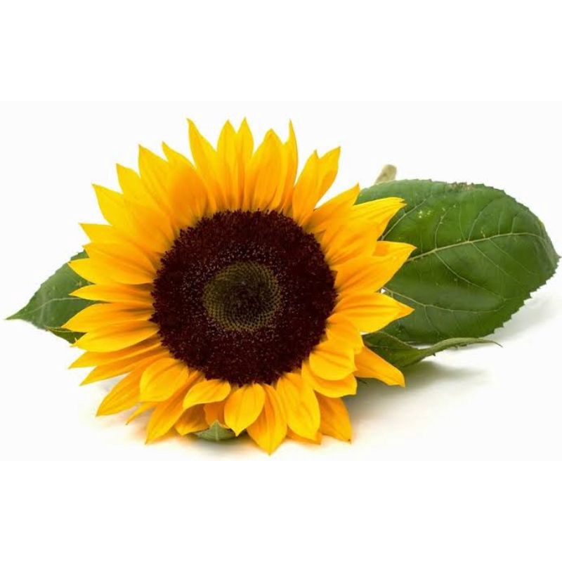 Pohon bunga matahari tanaman sudah berbunga ( Tanaman hidup bunga matahari)