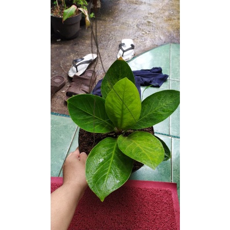 Anthurium Jenmani Mangkok