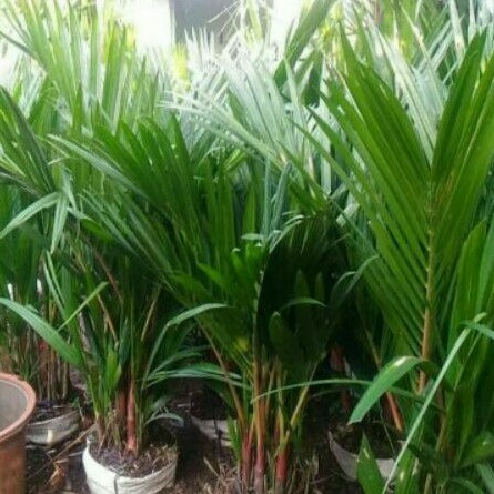 palem merah - tanaman hias palem merah