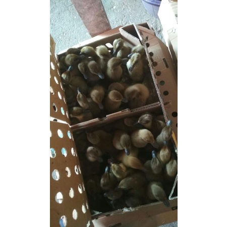 Dod bebek lokal/umur 5hari