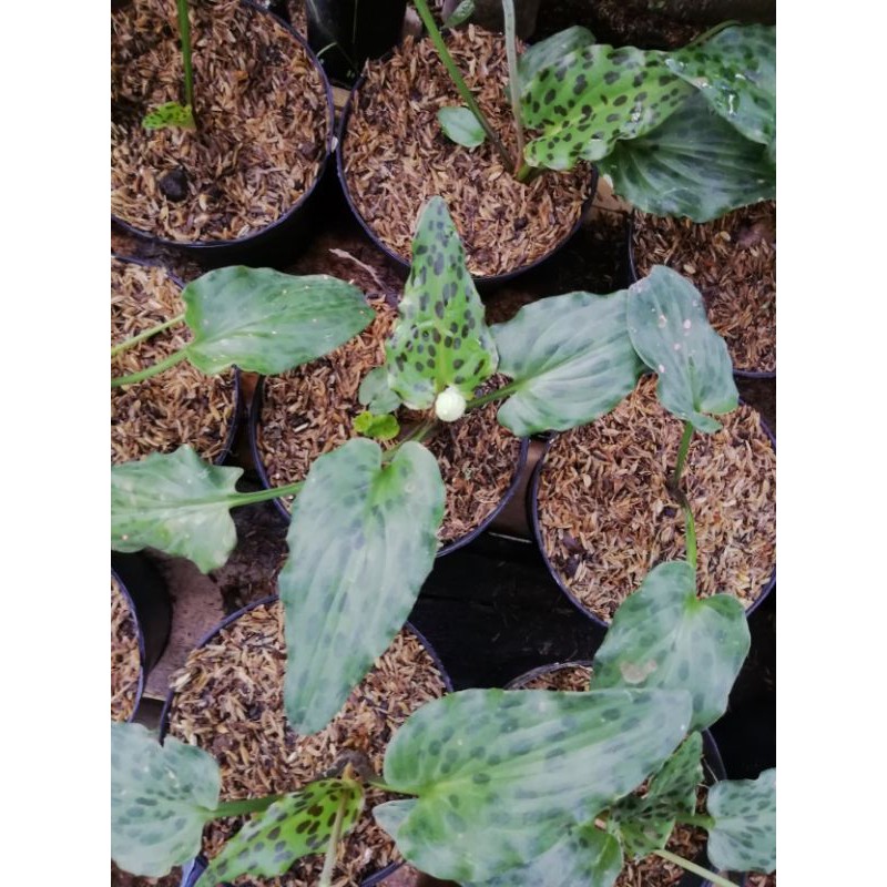 keladi katak-lidah katak