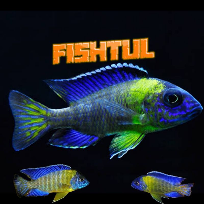 Cichlid Blue Neon Grade A