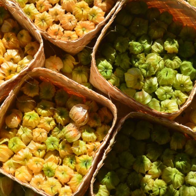 

Goldy (goldenberry/cecenet/ciplukan/cecendet) FRESH 1 kg