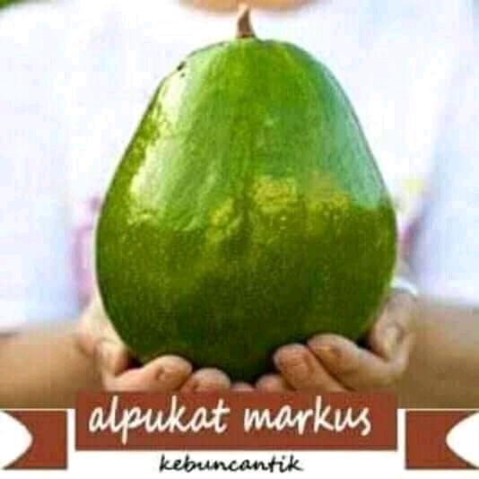 Bibit alpukat okulasi