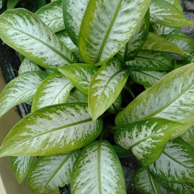 Kembang Sri Rejeki Beras wutah minimal 2pohon @