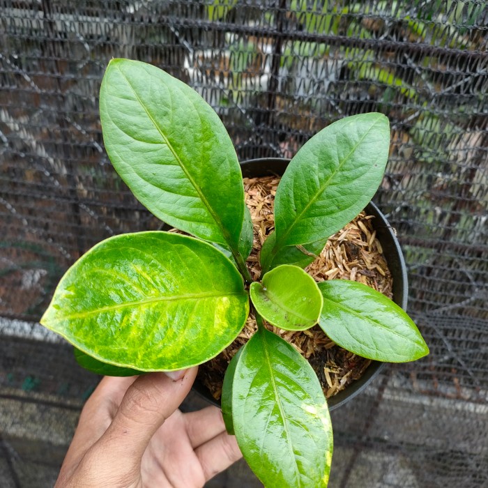 Anthurium jemani mangkok variegata
