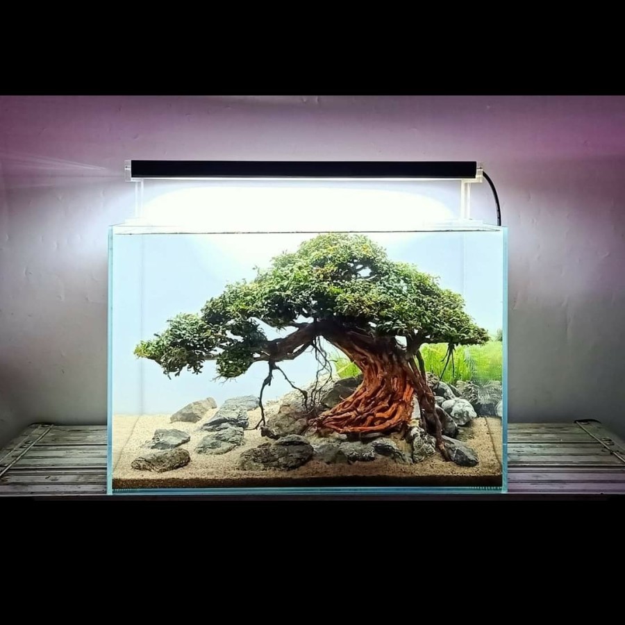 Nickz Aquascape 45cm Natural Bonsai Buche Palandra Fullset