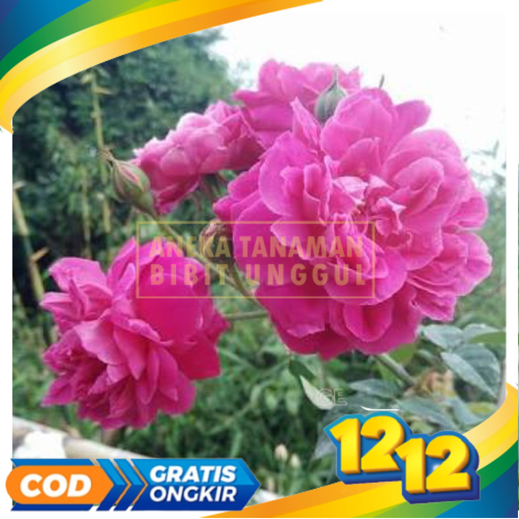 Tanaman Jadi Bunga Mawar Kampung / Caterose