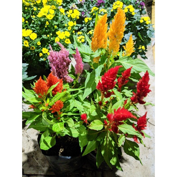 Paket 4 warna bunga celosia