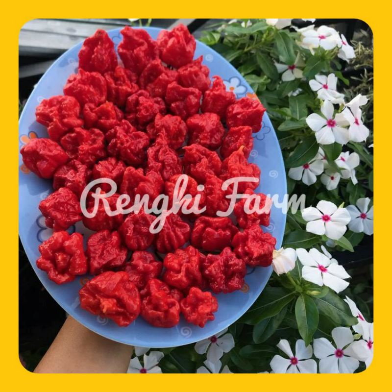 BUAH Cabai JUMBO CAROLINA REAPER RED F1 TERPEDAS dan TERBESAR