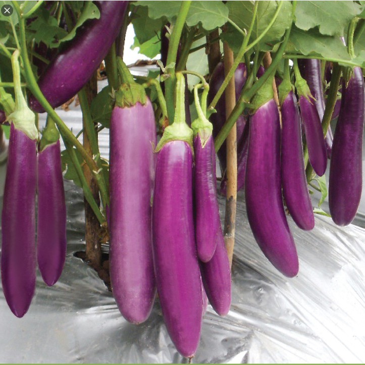 paket super hemat harga seribuan biji benih sayur selada paprika tomat bayam dll-terong ungu 20