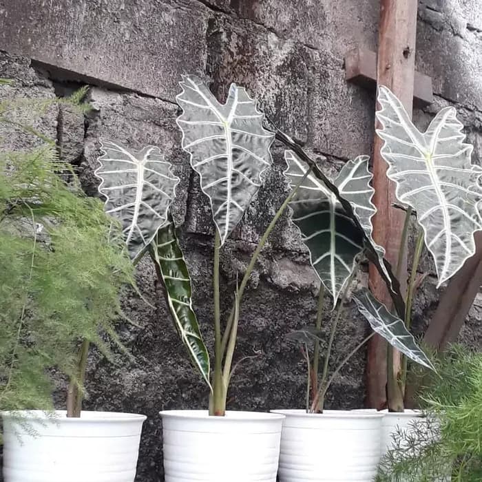 Tanaman Hias Keladi Amazon - Alocasia Amazon