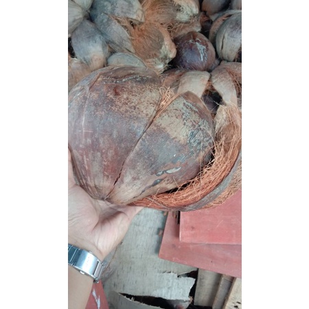 SERABUT KELAPA KERING