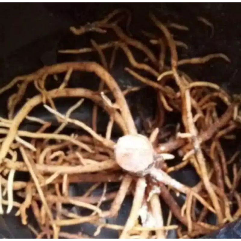 bonggol aglonema golden hope