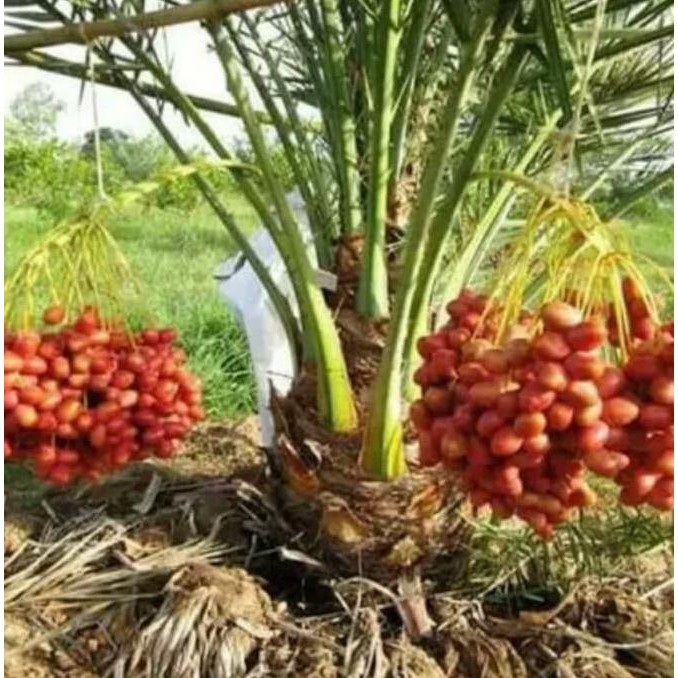 original bibit buah kurma tropis thailand super bibit / biji / benih asli