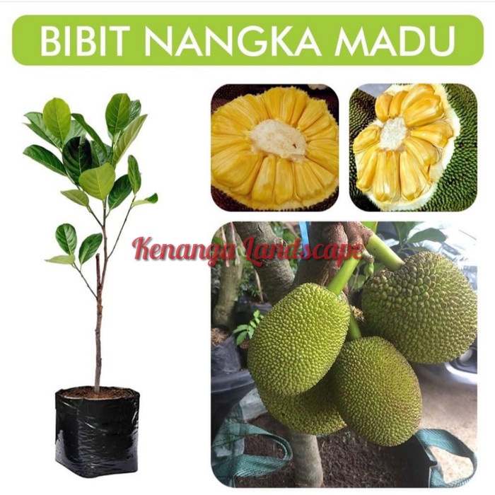 bibit nangka madu super unggul - pohon nangka madu
