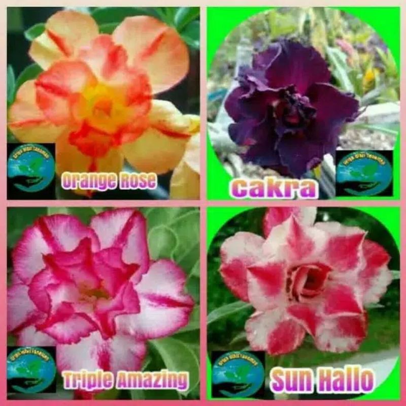 Jual Paket Diskon Bibit Tanaman Hias Adenium Kamboja Jepang Bunga Tumpuk Shopee Indonesia