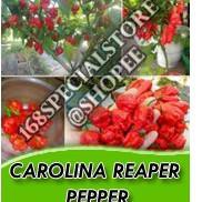 

[READY STOCK] Biji Cabe Carolina Reaper Cabe Terpedas di Dunia