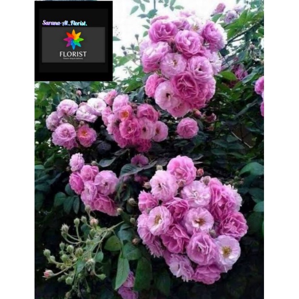 Mawar rambat ping/climbing rose