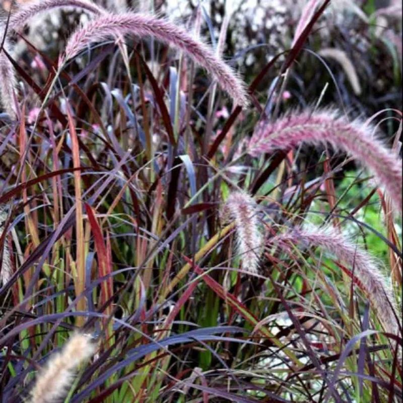 TANAMAN HIAS ALANG-ALANG MERAH (DEKORASI TAMAN ALANG-ALANG MERAH)