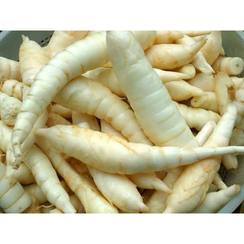 

umbi garut fress 1 kg super