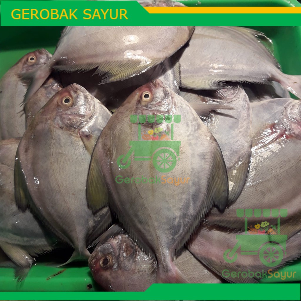 

Ikan Bawal Laut Segar