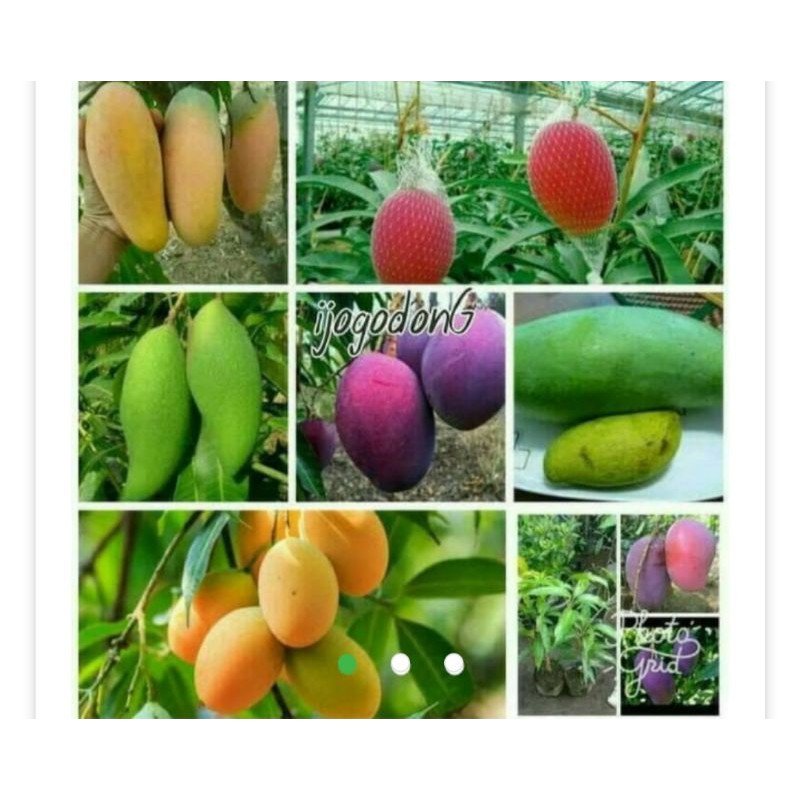paket 4 bibit mangga