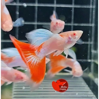 Memahami Tren dan Peluang Bisnis Jual Ikan Guppy Online: Panduan Lengkap dari Pemula hingga Ahli