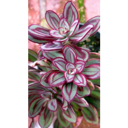 echeveria modulosa,echeveria nodulosa