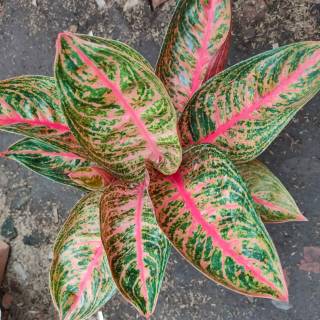 Aglaonema murah aglonema  grosir  Shopee Indonesia