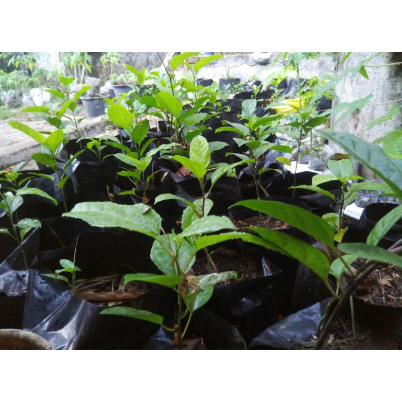 

bibit buah markisa