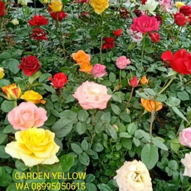 Bunga Mawar Hias Mawar Hidup Shopee Indonesia