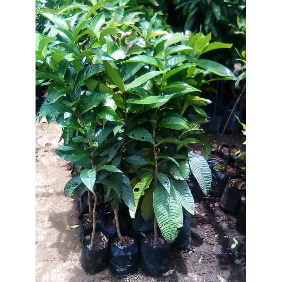 TMe Bibit Buah Gowok Okulasi 1 Meter - Buah Gowok - Gowok - Bibit Gowok